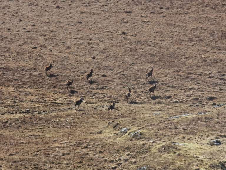 deer and drones