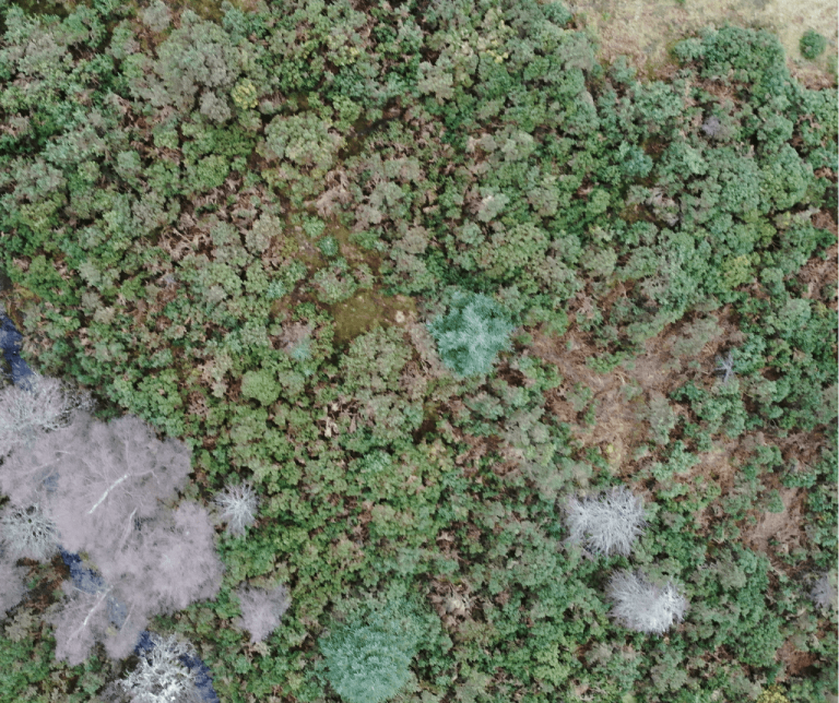 drones in forestry mapping